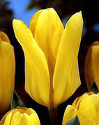 Цибулини тюльпанів гібрид Фостера