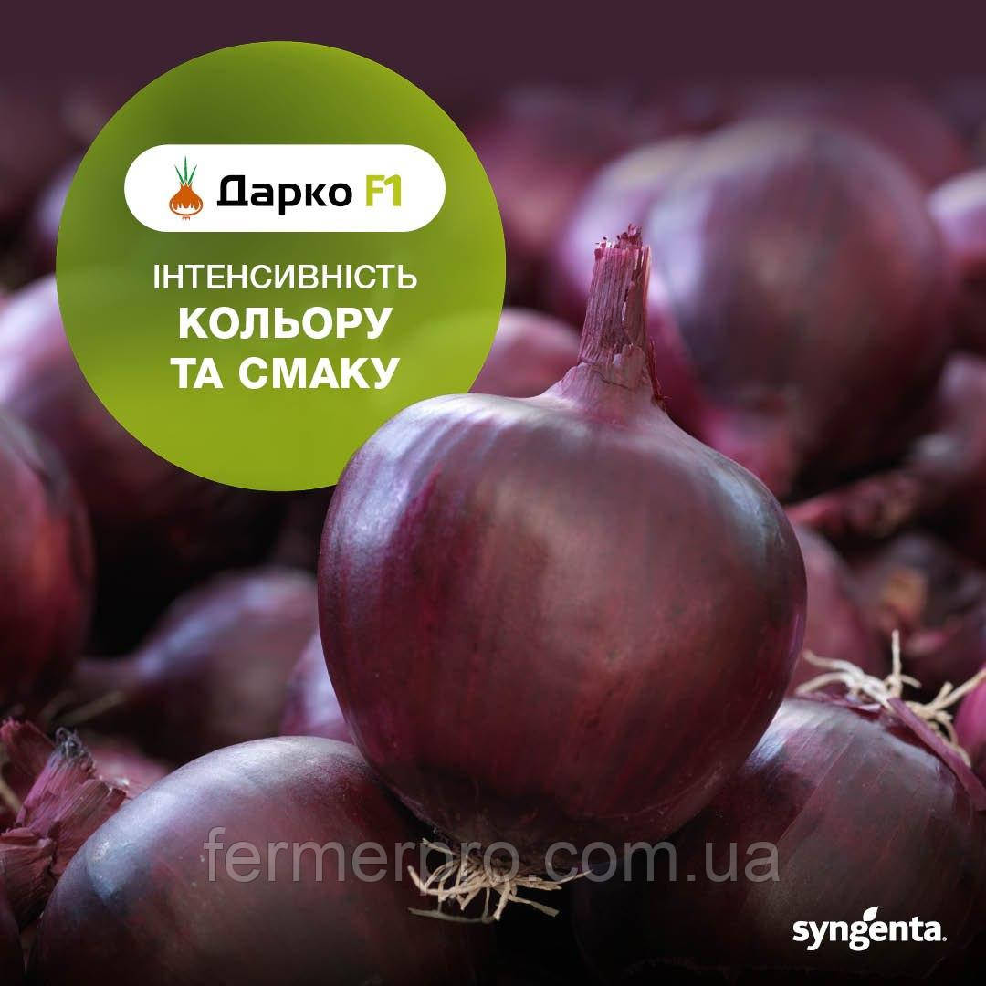 Насіння цибулі Дарко, 50 000 насіння, Syngenta, фото 1