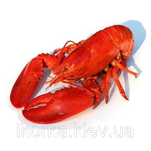 Омары живые Киев Купить лучшая цена Найкращі живі лобстери купити в магазині великі розміри