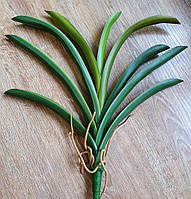Латексные листья Цимбидиума с корешками, высота с ножкой 40см, раскидистость листочков 35см