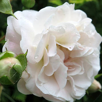Троянда ґрунтопокривна Сі Фоум