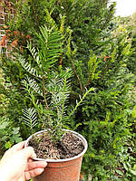 Вічнозелене дерево-довгожитель тис гострокінцевий (Taxus cuspidata)