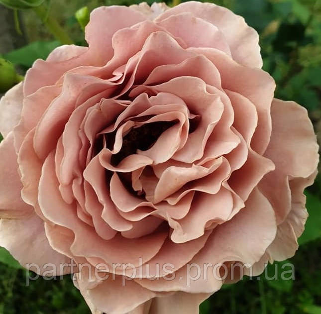 Роза флорибунда Мокароза (Mokarosa) - фото 1 - id-p1774122916