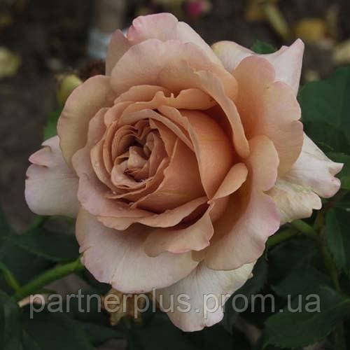Роза флорибунда Мокароза (Mokarosa) - фото 2 - id-p1774122916
