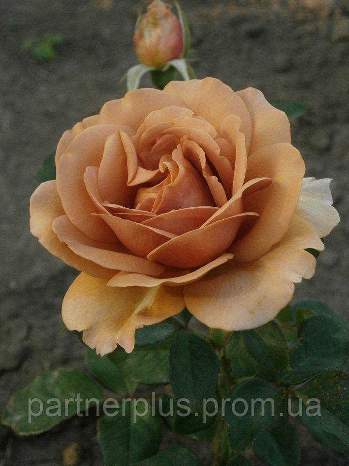 Роза флорибунда Мокароза (Mokarosa) - фото 3 - id-p1774122916