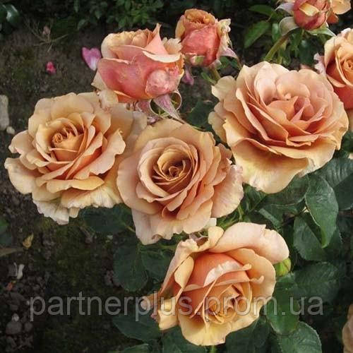 Роза флорибунда Мокароза (Mokarosa) - фото 6 - id-p1774122916