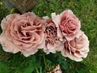 Роза флорибунда Мокароза (Mokarosa) - фото 7 - id-p1774122916
