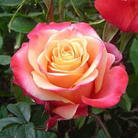 Роза чайно-гибридная Троянда чайно-гібридна Три-Д (3D)