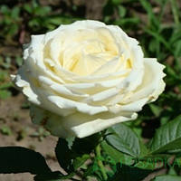 Роза чайно-гибридная Аваланж (Avalanche)