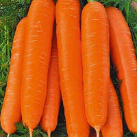 Семена моркови Берликумер Агроном 10 г