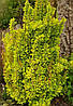 Барбарис тунберга Golden Torch 2 річний, Барбарис тунберга Голден Торч, Berberis thunbergii Golden Torch, фото 8