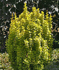 Барбарис тунберга Golden Torch 2 річний, Барбарис тунберга Голден Торч, Berberis thunbergii Golden Torch, фото 3