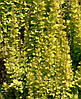 Барбарис тунберга Golden Torch 2 річний, Барбарис тунберга Голден Торч, Berberis thunbergii Golden Torch, фото 9