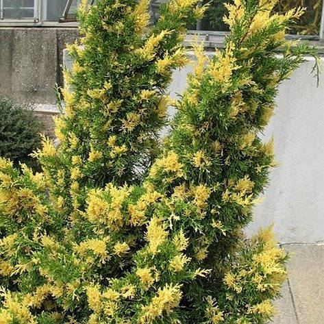 Ялівець китайський Kaizuka Variegata 3 річний, Можжевельник китайский Кайзука Вариегата, Juniperus chinensis, фото 1