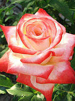 Роза чайно-гибридная Императрица Фарах (Imperatrice Farah)