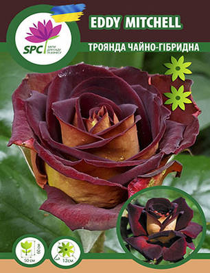 Троянда чайно-гібридна Eddy Mitchell, фото 1