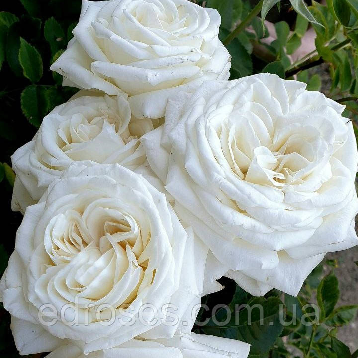 Жан Моро (Jeanne Moreau, The Diamond Wedding Rose), фото 1