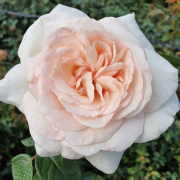 Принц Жардиньер (Prince Jardinier)