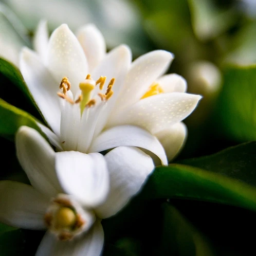 Аромат для свічки та мила Неролі та білий жасмин (CandleScience Neroli and White Jasmine)