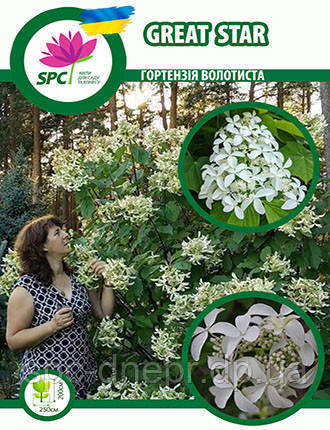 Гортензія волотиста Great Star, фото 1