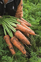 Семена моркови Кордоба F1 (2,2-2,4мм) 1 млн шт Bejo / БЕЙО