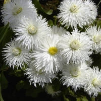 Маргаритка Хабанера, белая, 250 шт. (ID#1774819270), цена: 195 ...