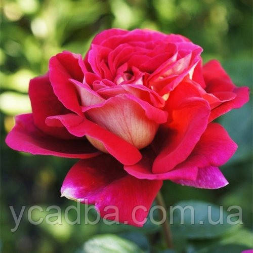 Троянда чайно-гібридна Кроненбург, фото 1