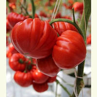 Семена красного томата Сарра F1 250 сем Clause / Клоз
