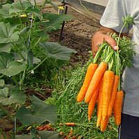 Семена моркови Сатурно F1 25 000 сем. (2,0-2,25) Clause / Клоз