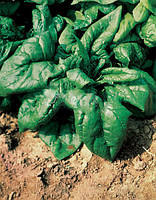 Семена шпината Лагос F1 250 гр Clause / Клоз