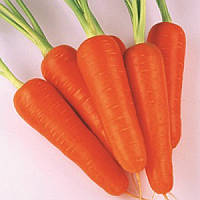 Семена моркови Абако F1,( к. 1,8-2,0 ),200 000 сем Seminis / Семинис