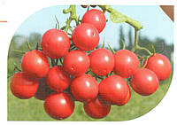 Семена красного томата Руфус F1 1000 шт, Esasem Есасем