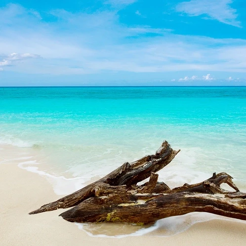 Аромат для свічки та мила Карибський тиквуд (CandleScience Caribbean Teakwood)