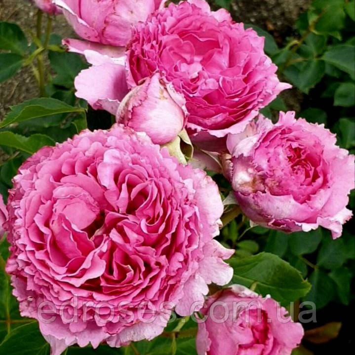 Ескі үйдегі бейне