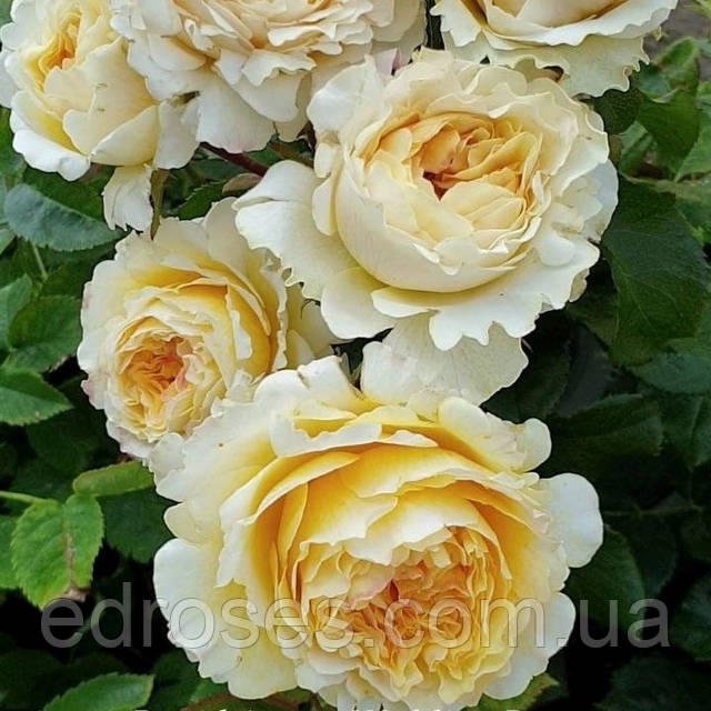 Жалаңаш әйелдердің суреттерін ояту