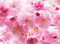 Фотообои Розовые цветы 254 x 184 см Весенняя сакура в цвету (WM012P4) Лучшее качество