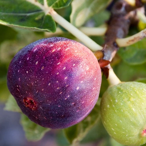 Аромат для свічки та мила Дерево інжиру (CandleScience Fig Tree)