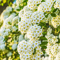 Саджанці Спіреї