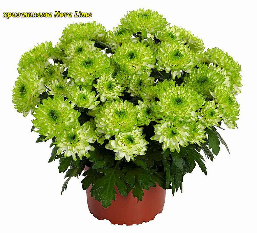 Хризантема Nova Lime (Нова Лайм).