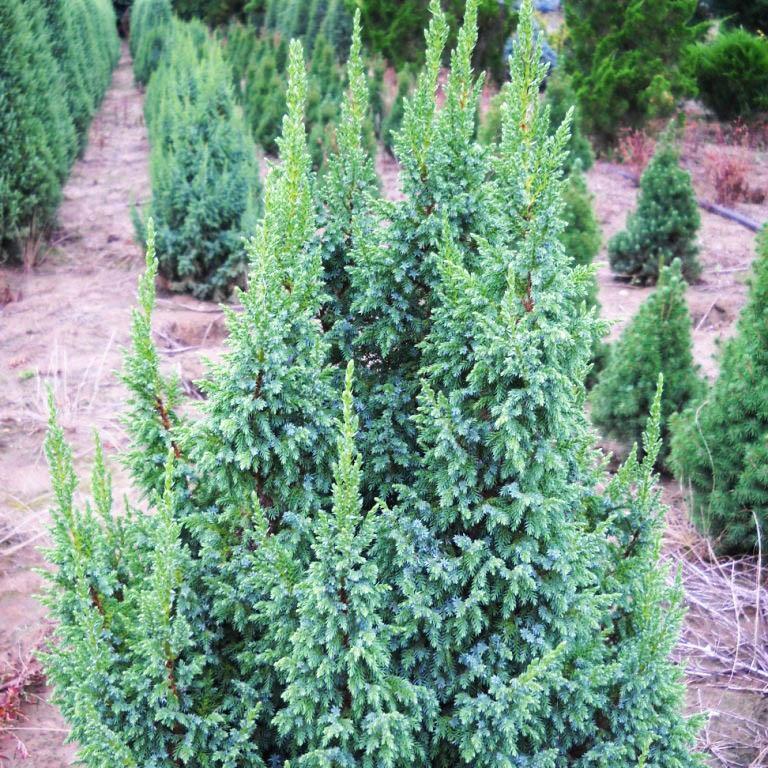 Саженцы Можжевельника чешуйчатого Лодери (Juniperus squamata Loderi) Р9 - фото 1 - id-p1775342976