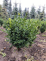 САМШИТ ВЕЧНОЗЕЛЁНЫЙ (BUXUS SEMPERVIRENS) /H 0.4 М / КОМ