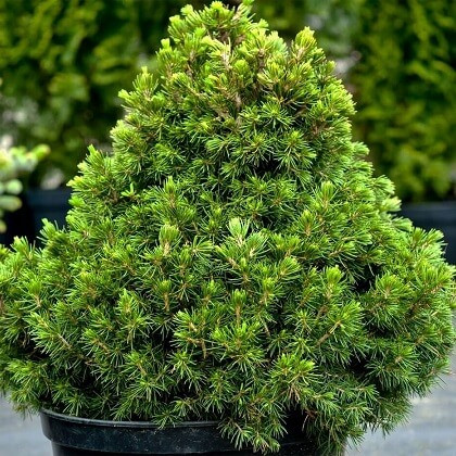 Саджанці Ялини звичайної Томпа, 4-х річна (Picea abies Tompa) С3