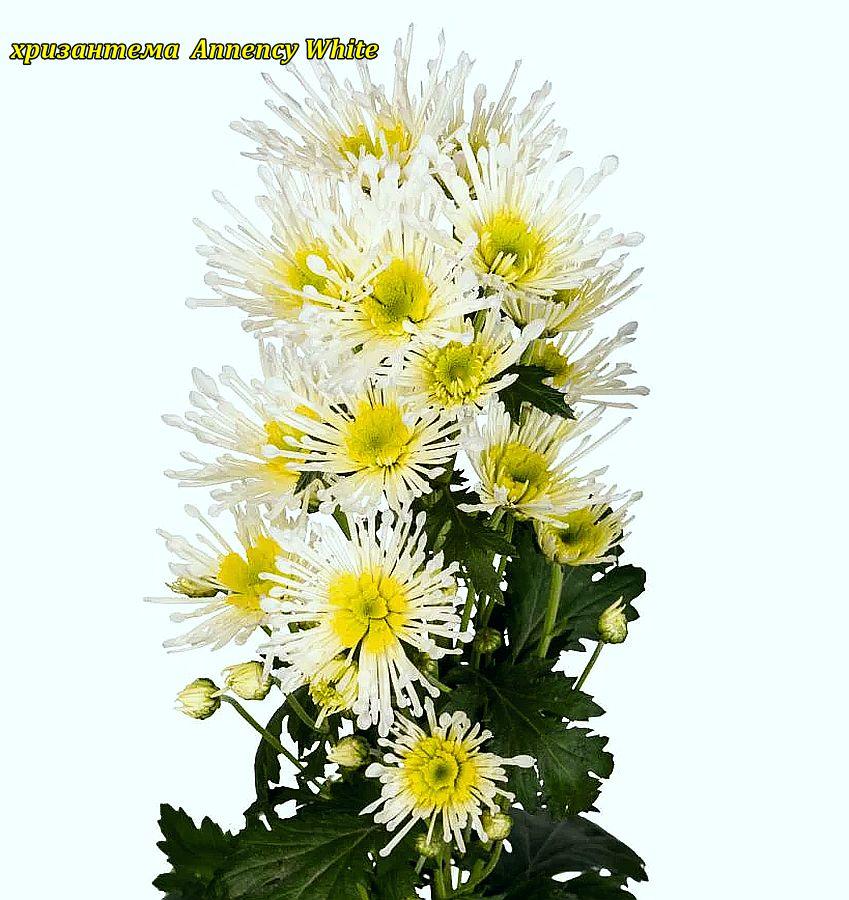 Хризантема Annency White (Анненсі Уайт) розсада