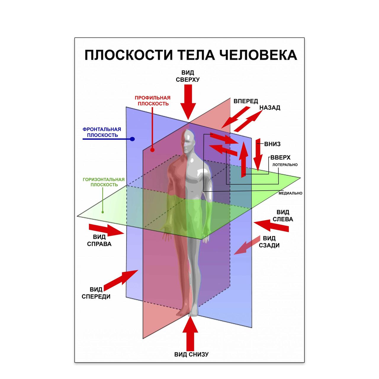 Плакат “Плоскости Тела Человека” Vivay А0 — Купить Недорого на Bigl.ua ...
