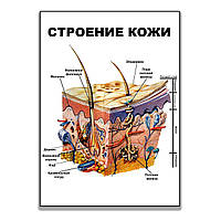 Плакат Строение кожи А0 z15-2024