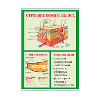 Плакат Vivay Строение кожи и волоса А0 (8943) z15-2024