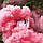 Кольорові димові шашки, рожевий (середньої насиченості), кольоровий дим, 60 сек., фото 6