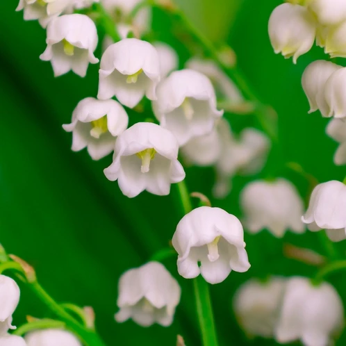 Аромат для свечи и мыла Ландыш (CandleScience Lily of the Valley) - фото 1 - id-p1775909192