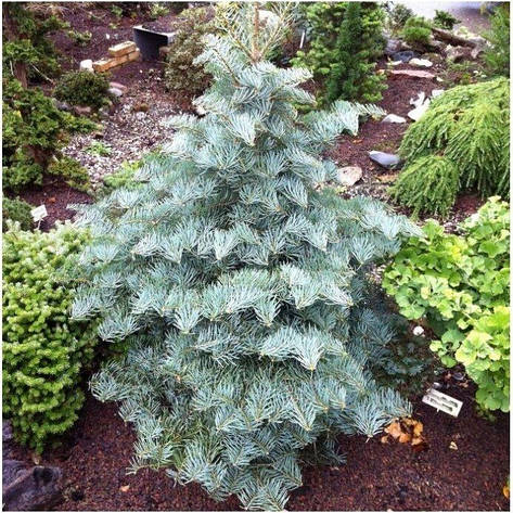 Ялиця одноколірна Archer's Dwarf 2 річна, Пихта одноцветная Арчерз Дварф, Abies concolor Archer's Dwarf, фото 1