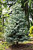 Ялиця одноколірна Archer's Dwarf 2 річна, Пихта одноцветная Арчерз Дварф, Abies concolor Archer's Dwarf, фото 9